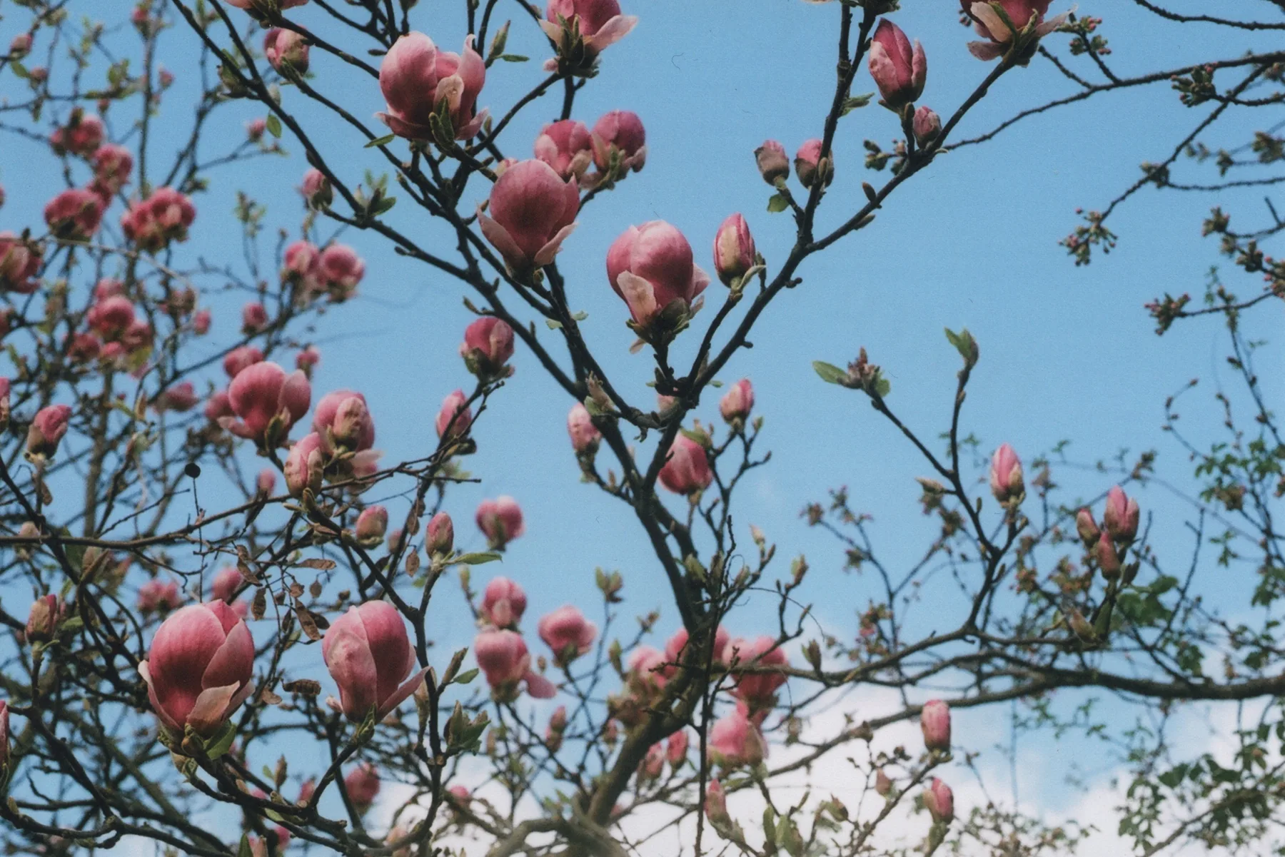 Magnolia buds against a blue sky
