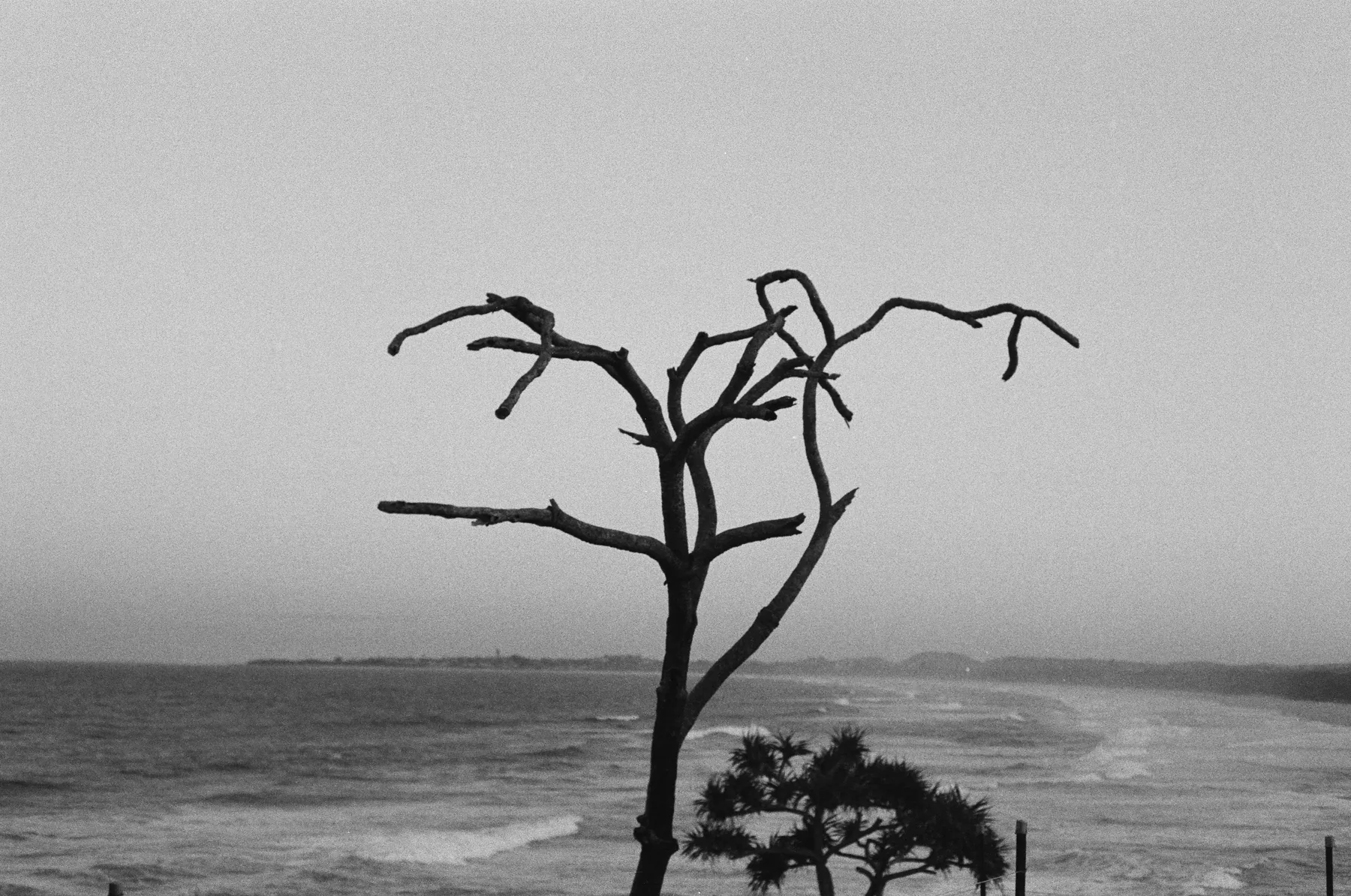 Bare tree on a beach, black and white photograph