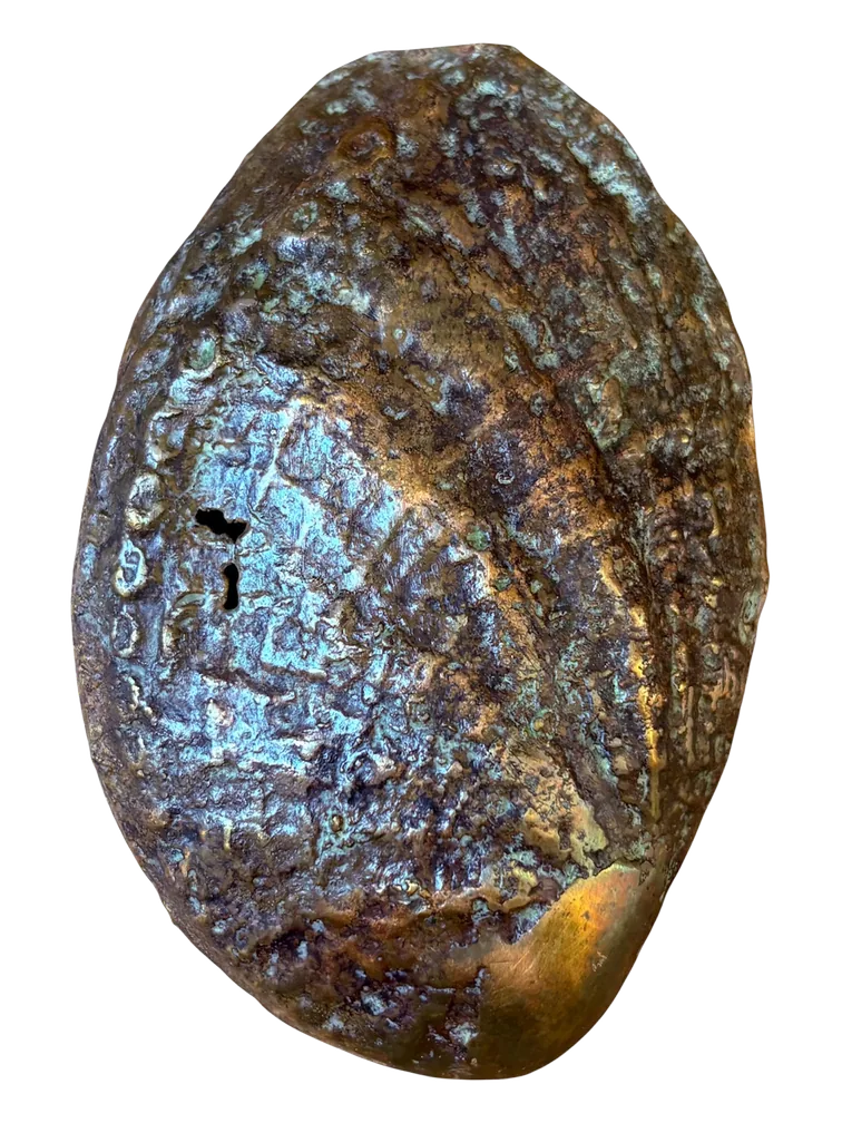 Bronze cast of a shell