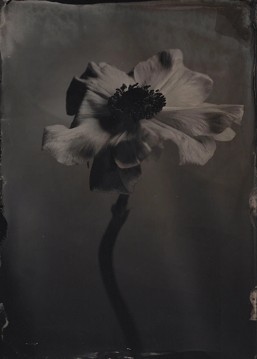 Anemone, wet collodion plate