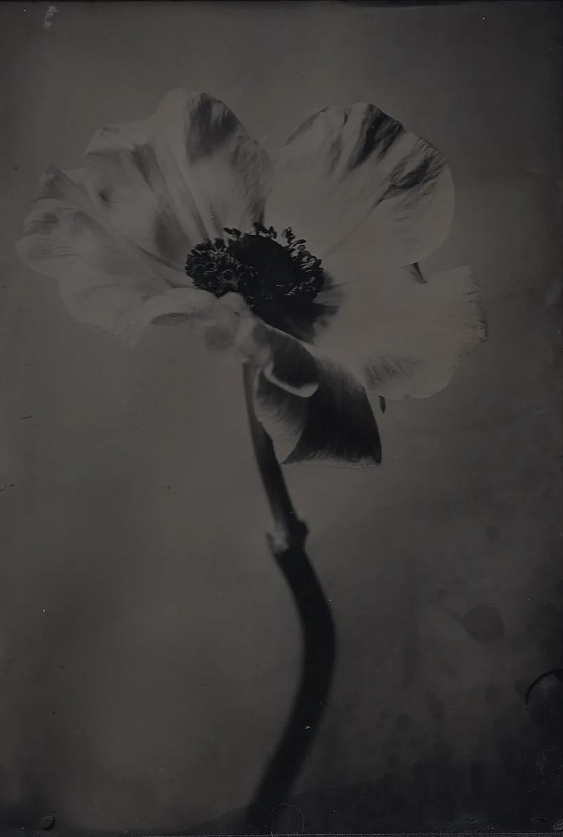 Anemone, wet collodion plate