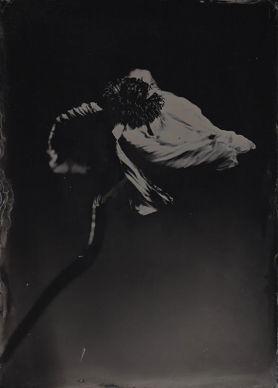 Anemone, wet collodion plate